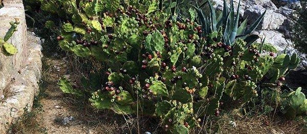 Opuntia medvetalp fügekaktusz
