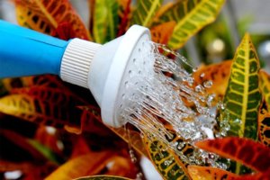 Öntözés télen - kanna a teraszon