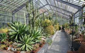 Gyógyhatású növények a télikertben