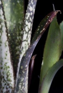billbergia a teraszon