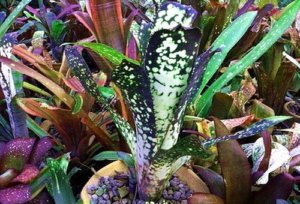 télikertek története Európában