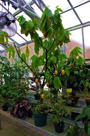 Terasz Budapest - Télikertépítés